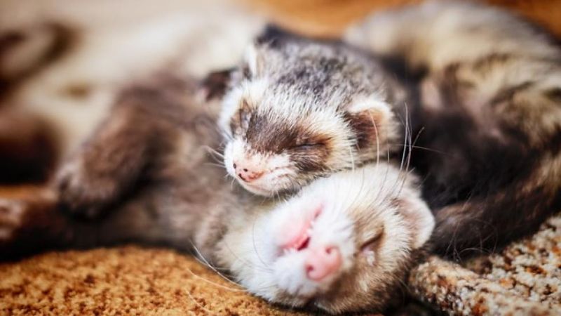 Ferrets