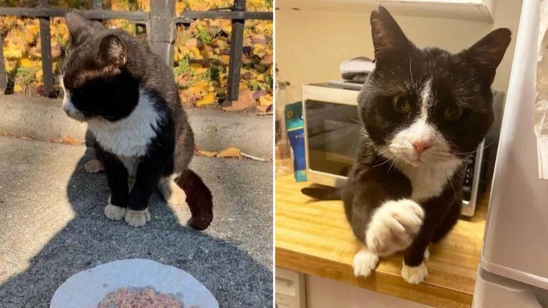 never step paw outdoors