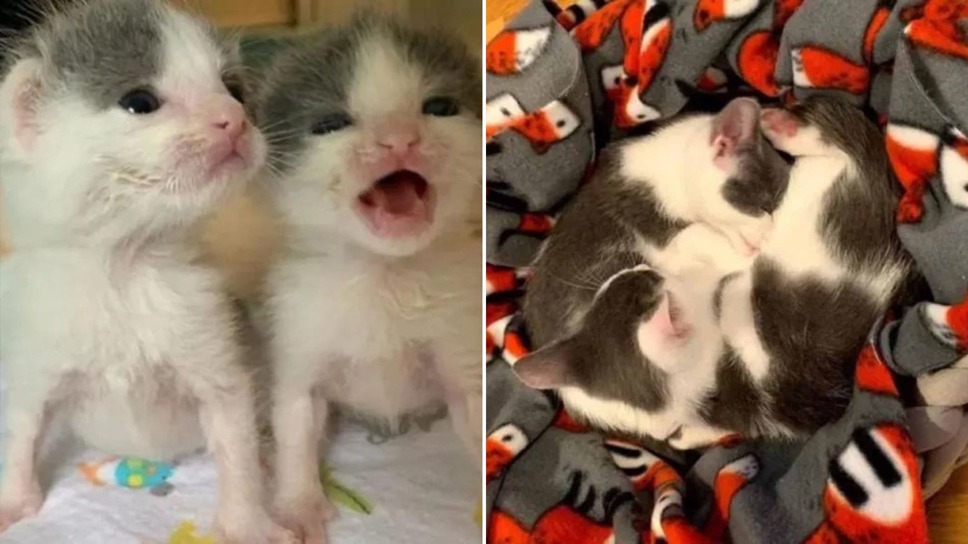 twin kittens