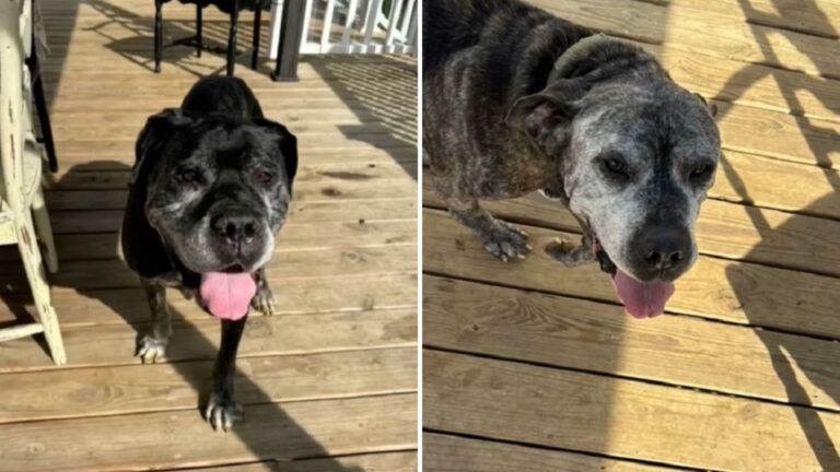 two dogs found tied outside a shelter