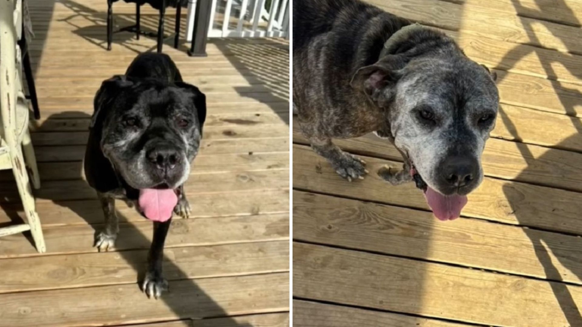 two dogs found tied outside a shelter
