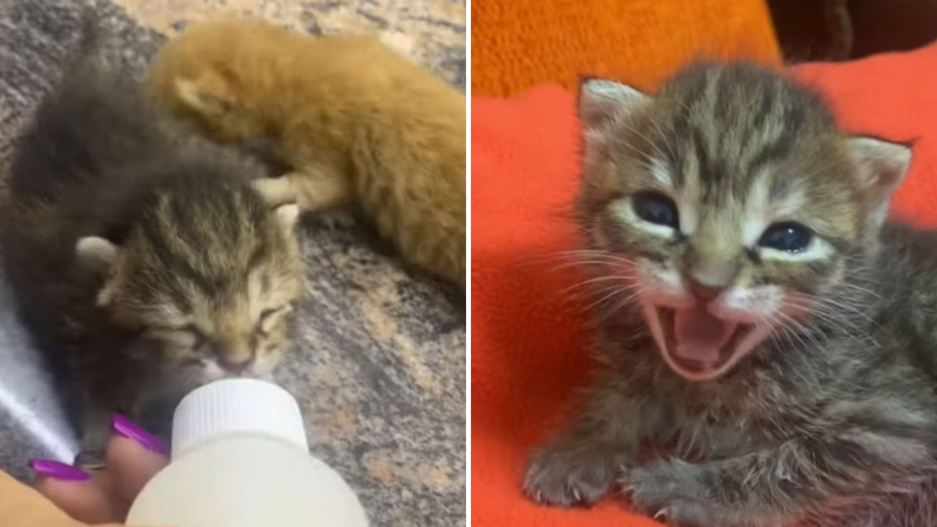 two newborn kittens