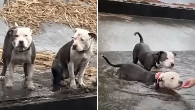 abandoned pitbulls
