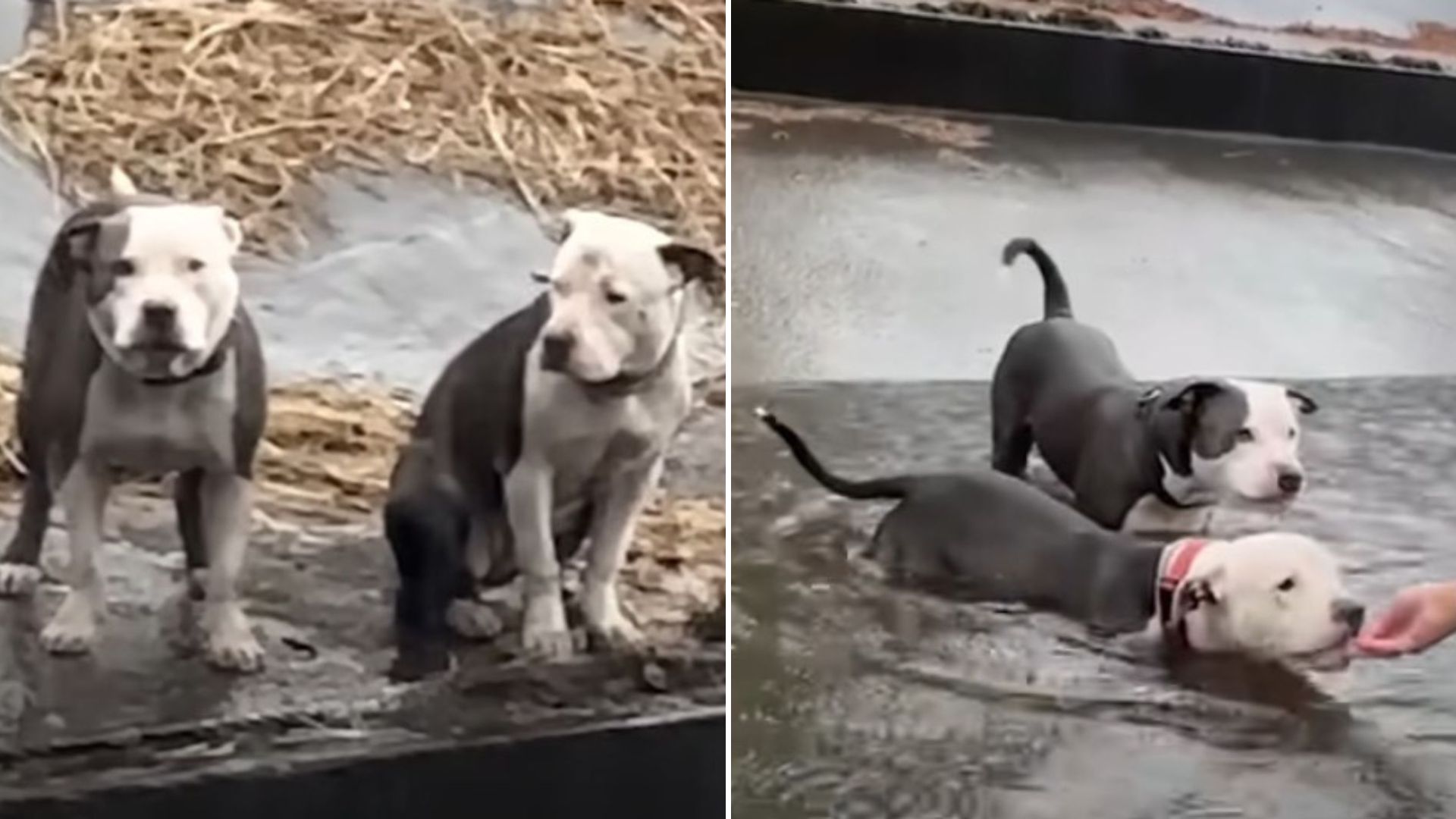 abandoned pitbulls