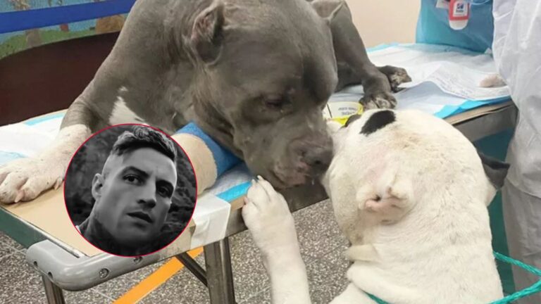 two pit bull brothers