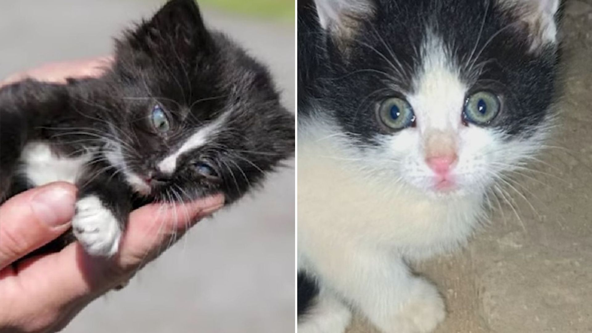 two tiny kittens