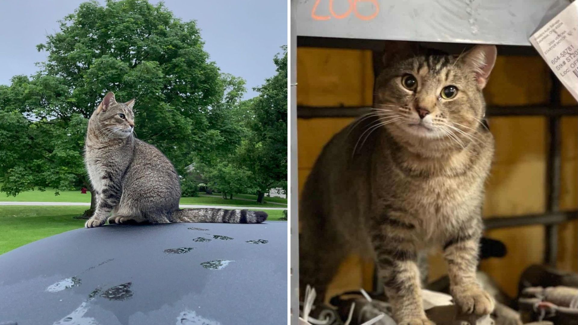 cat arrives at car shop