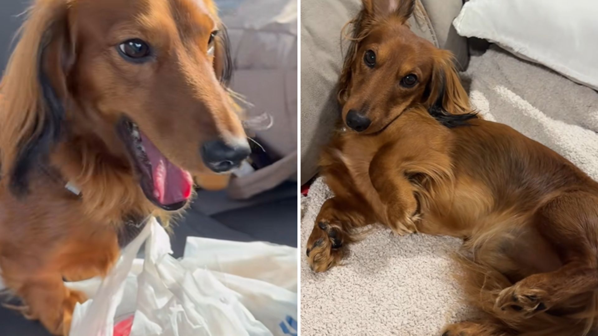 dachshund found on the street