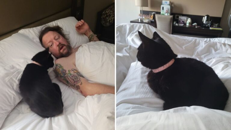 cat sleeping in bed