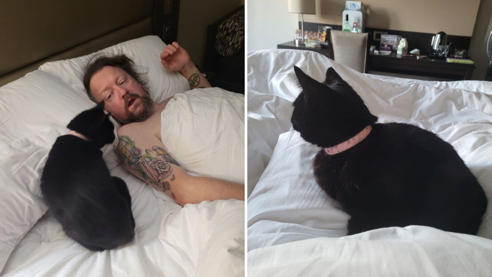 cat sleeping in bed