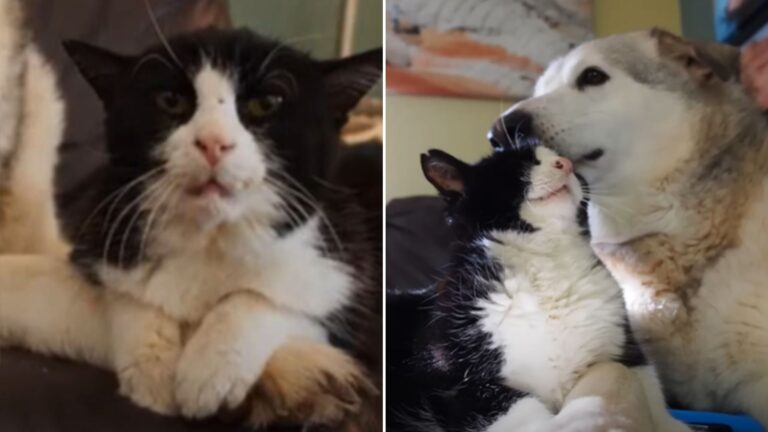 senior cat
