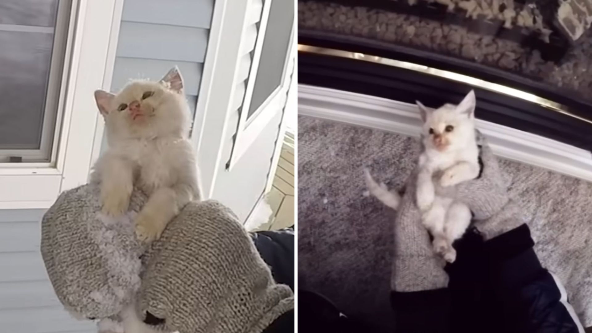 tiny kitten