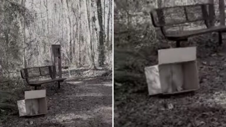 abandoned box in the park