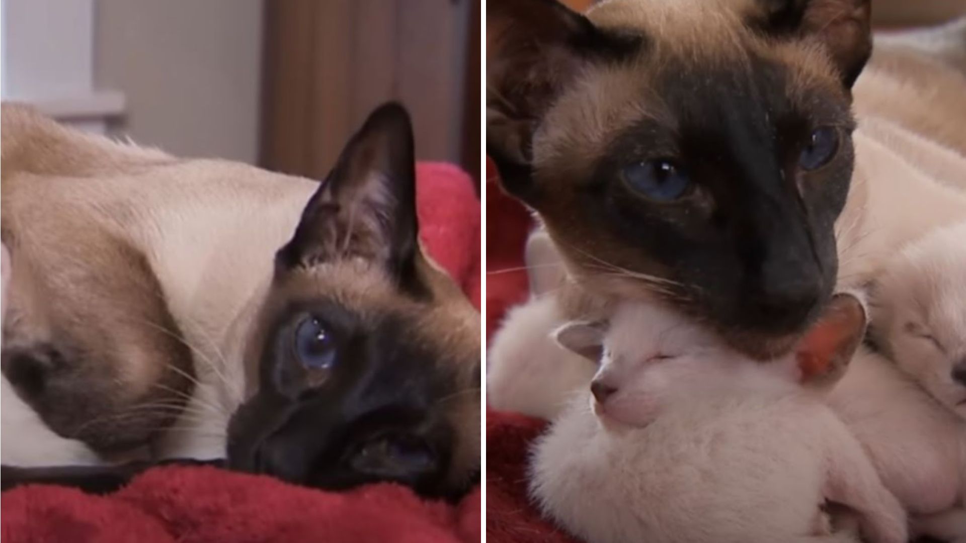 siamese cat