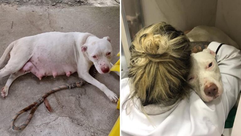 pregnant dog