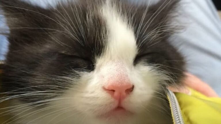 Virginia Cat Returns Home After Two Weeks But His Cries Reveal Something Heartbreaking