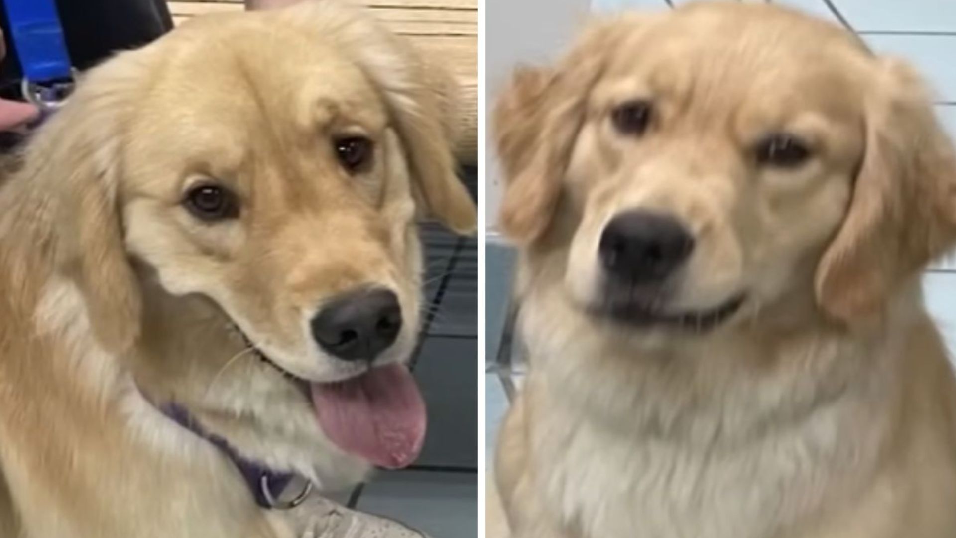 wrong pup