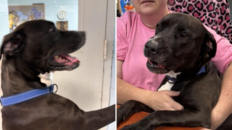 rescue dog