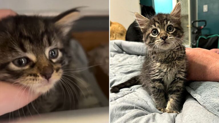 Virginia Rescuer Horrified After A Woman Dumps Kitten In The Pet Store Without Saying A Word