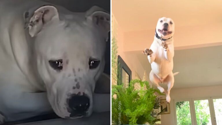 deaf dogs joy after being rescued and adopted