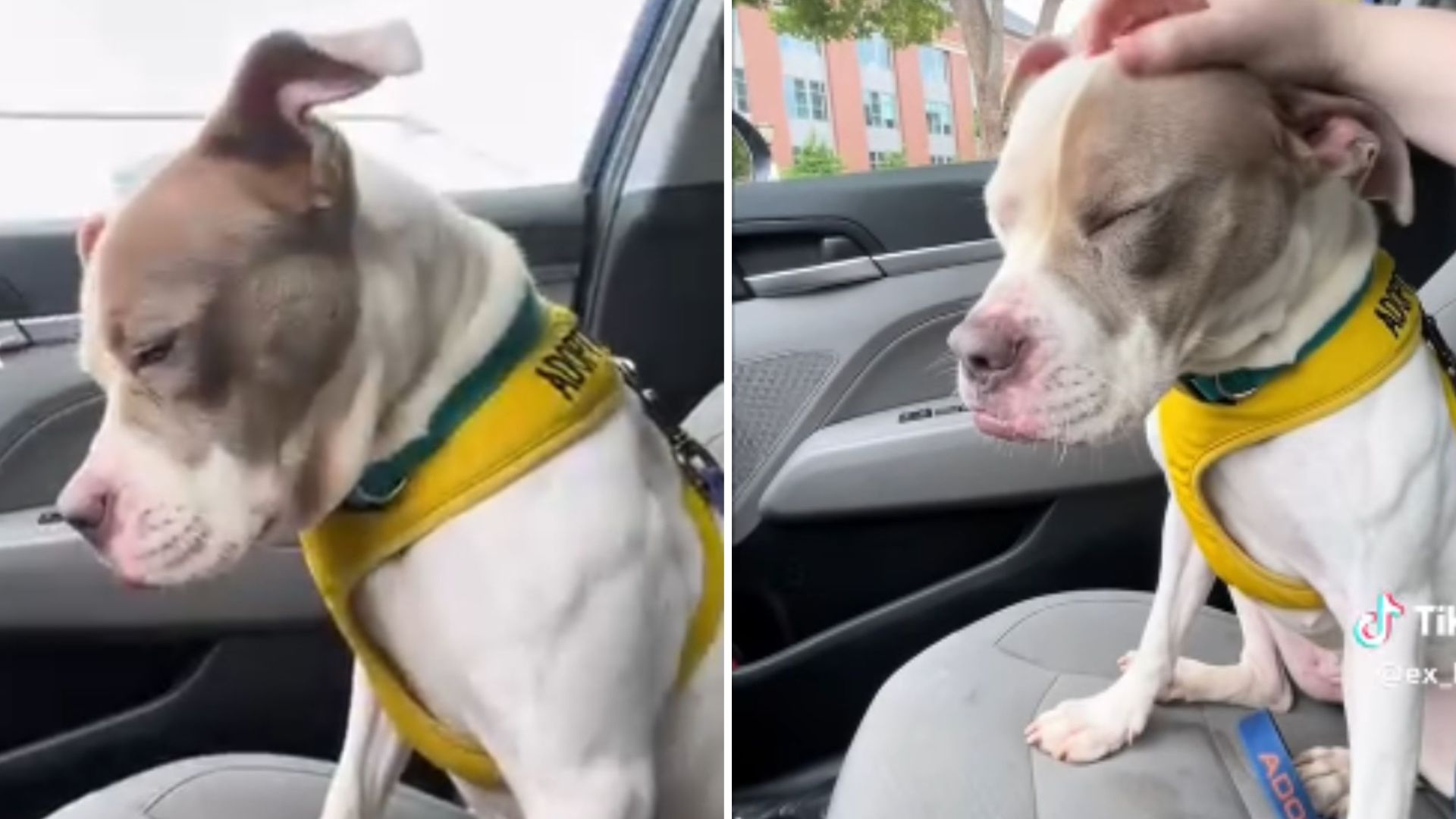 Virginia Shelter Pup Enjoys A Fun Day Out, But Her Reaction To Going Back Will Break Your Heart
