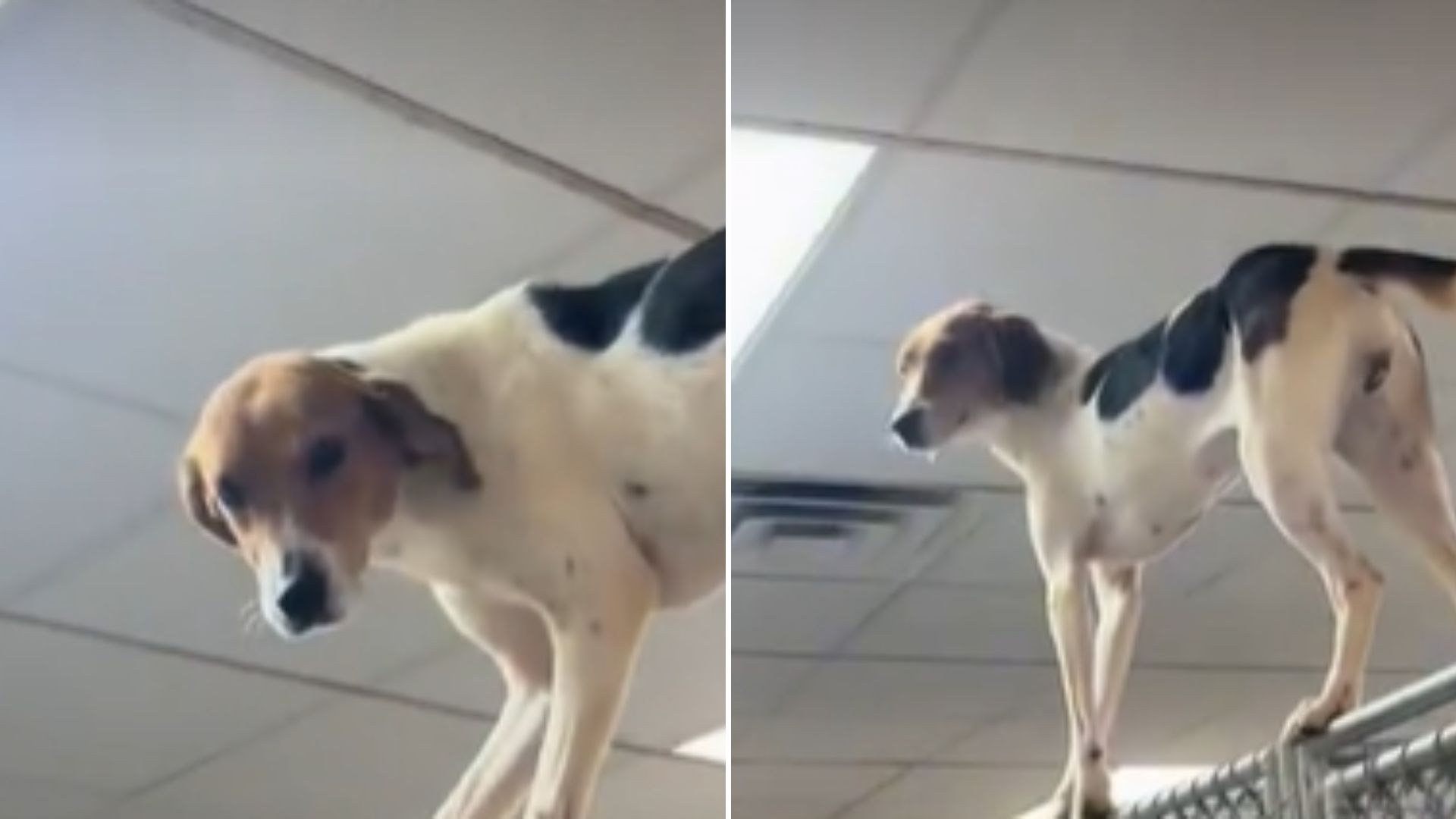 shelter dog