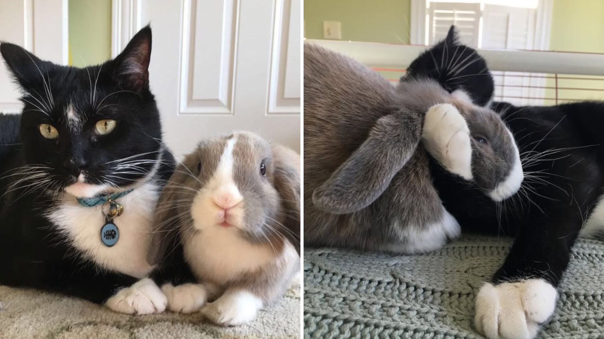 cat and a bunny