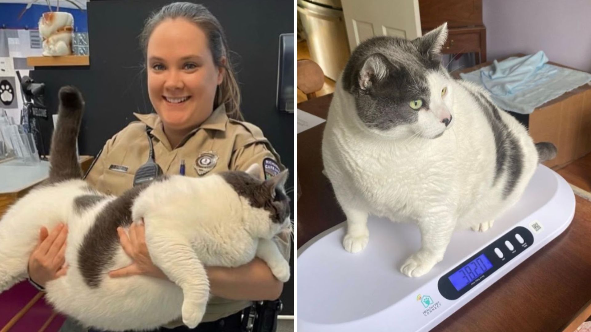 forty pound cat