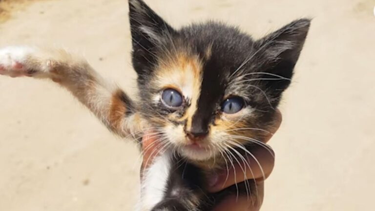 little kitten