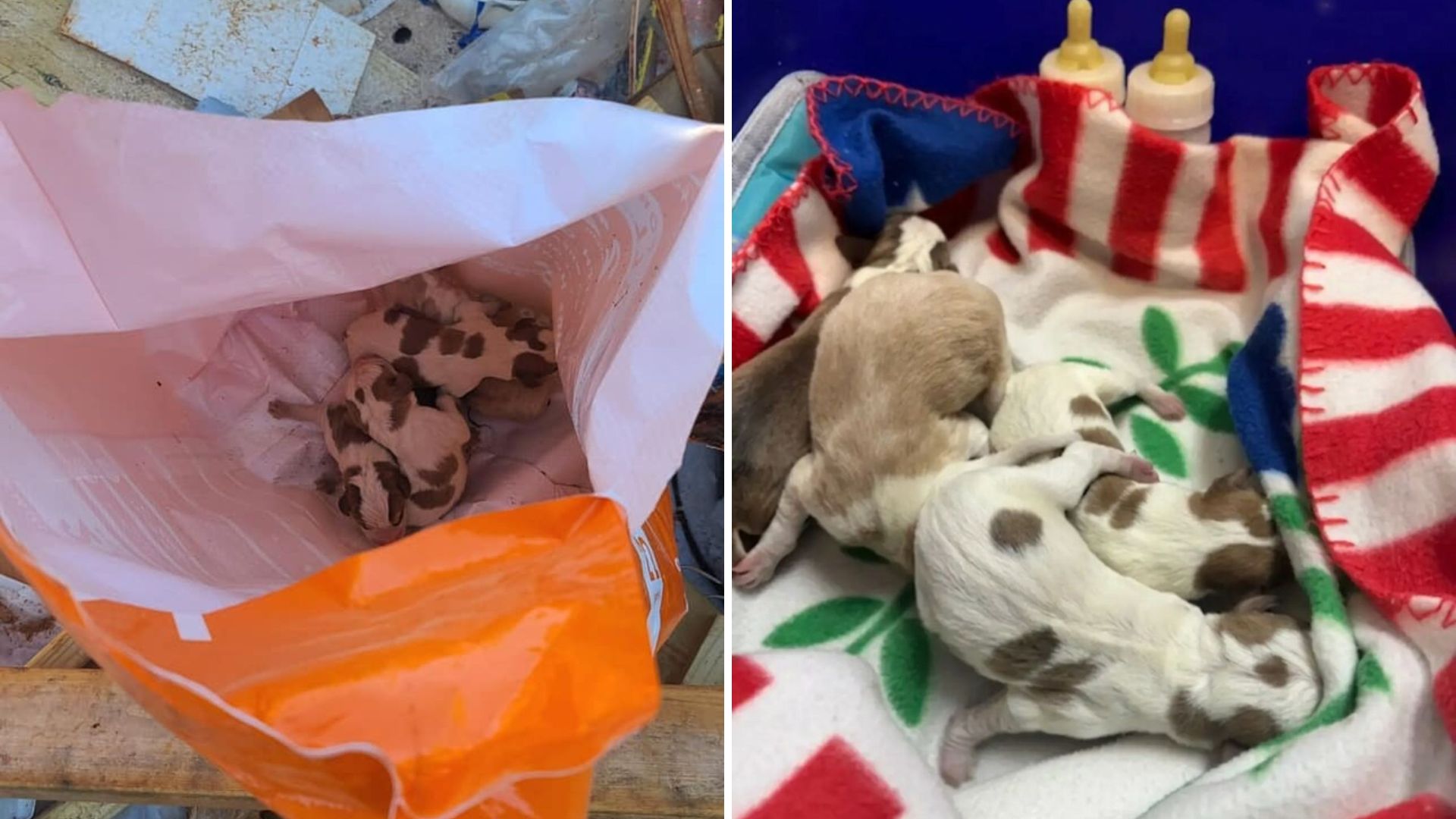 puppies found in dumpster
