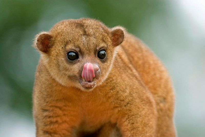 Kinkajous