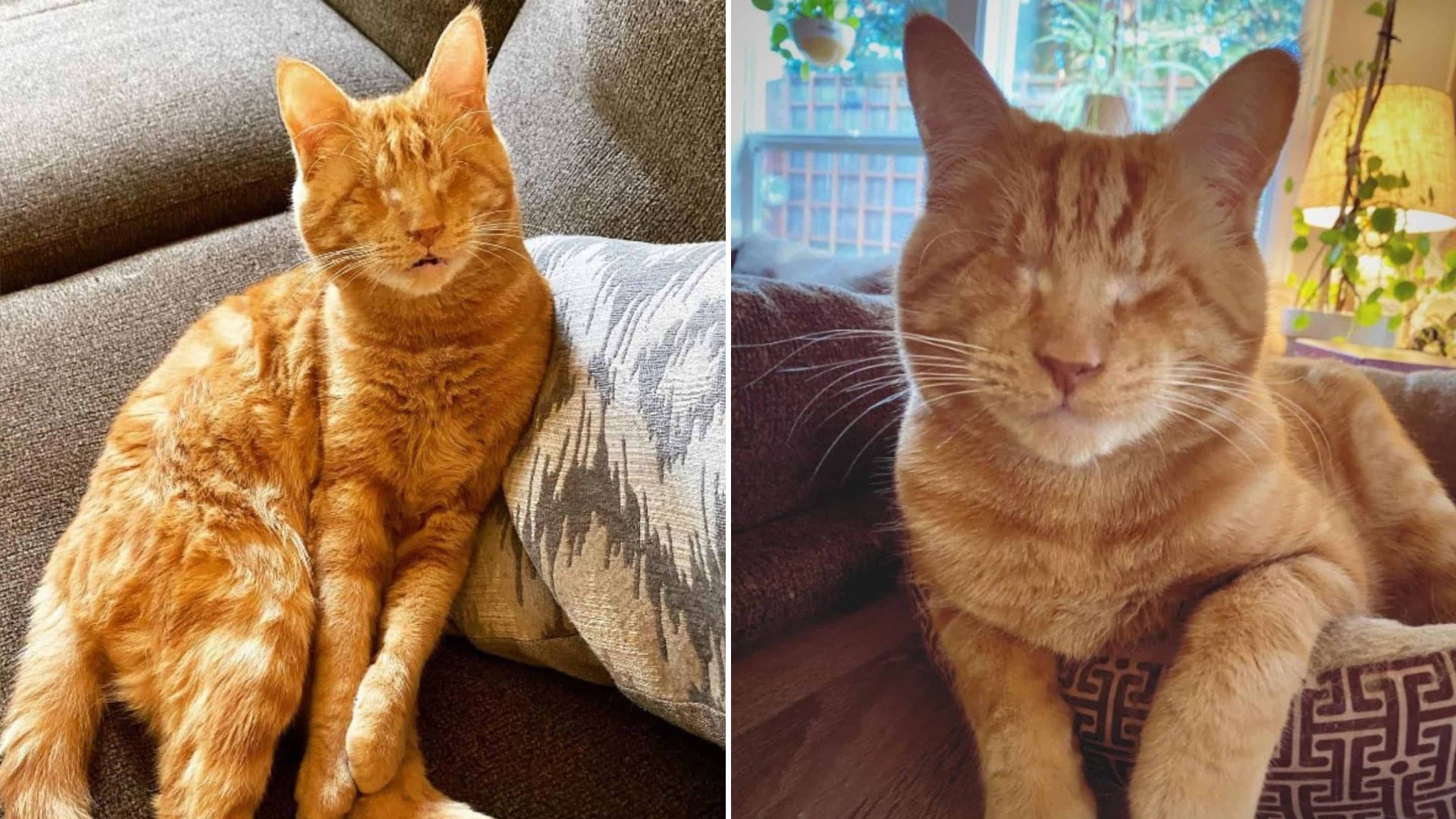 adopted blind cat