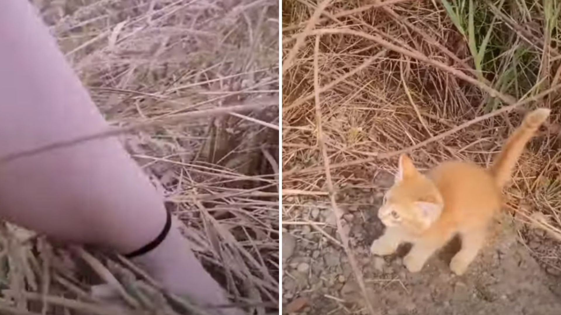abandoned ginger kitten