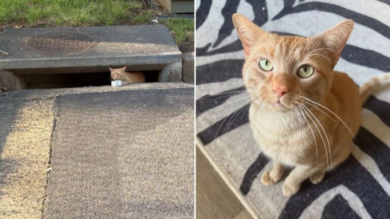 man finds cat living in storm
