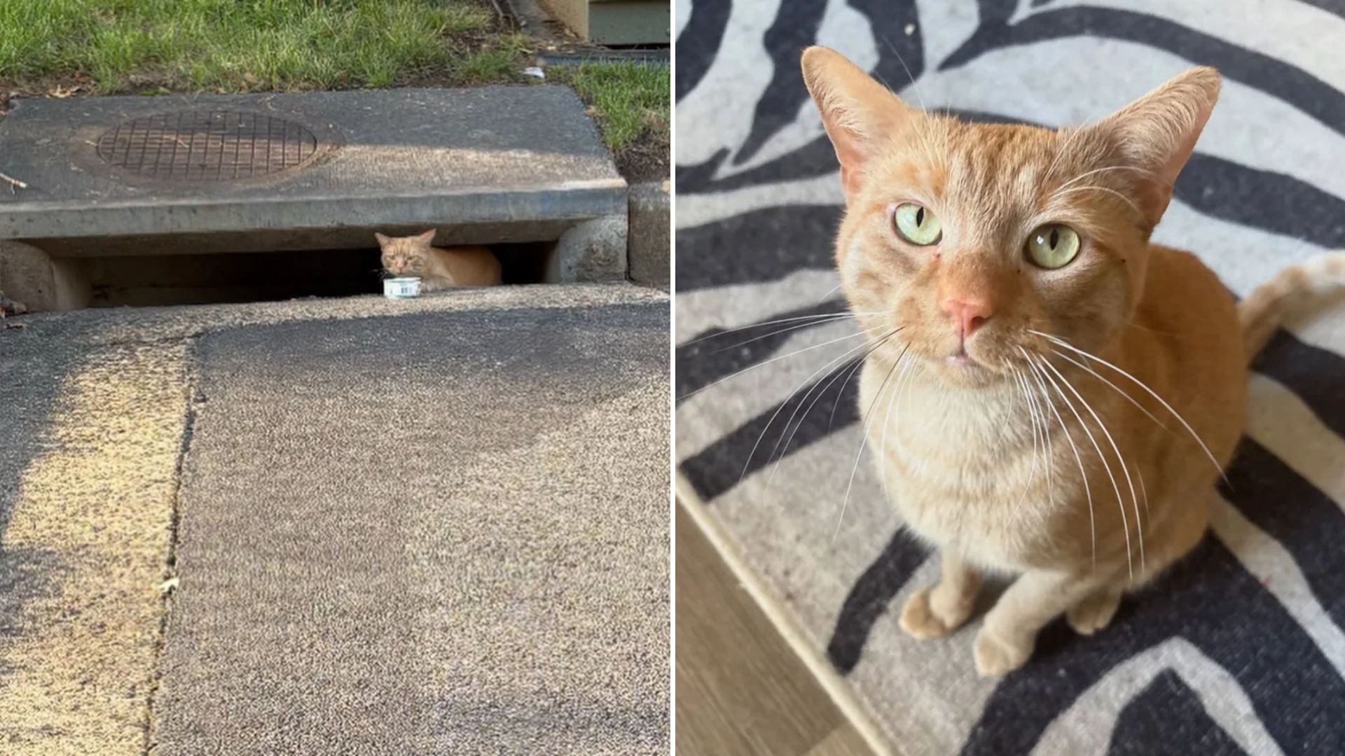 man finds cat living in storm