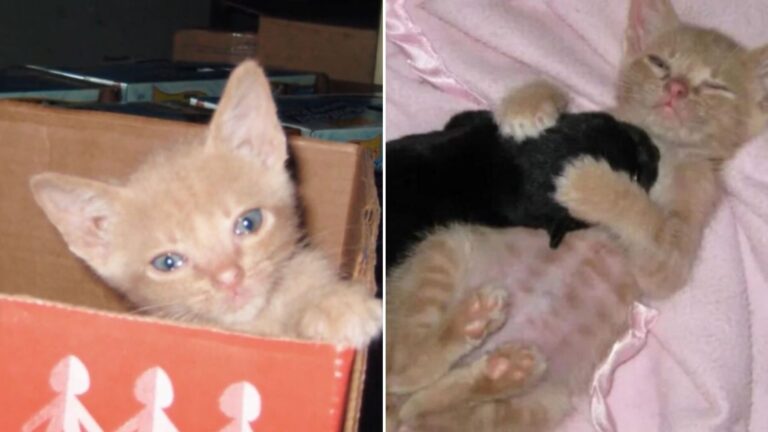 kitten and a puppy