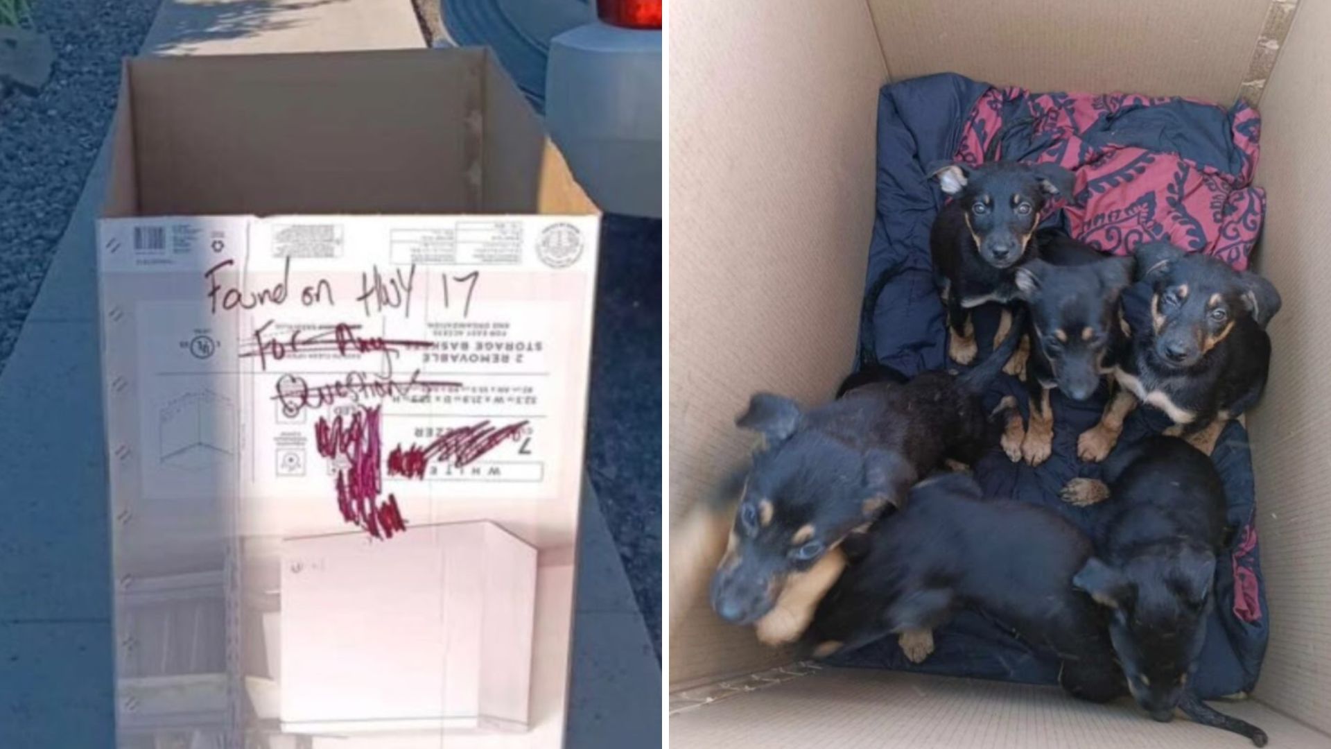 abandoned puppies in a box