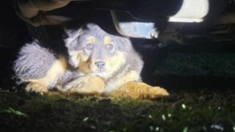 Washington Woman Hears Noises Under Her Car And Discovers Two Frightened Eyes Looking Back