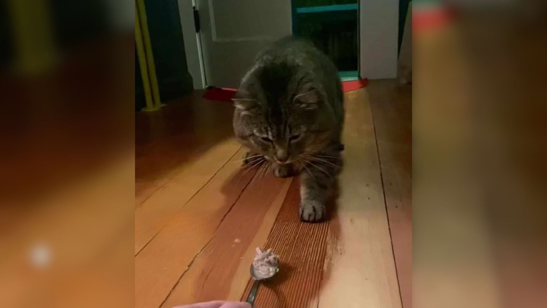 Washington Woman Spends A Year Of Her Life Just To Win The Heart Of A Feral Cat