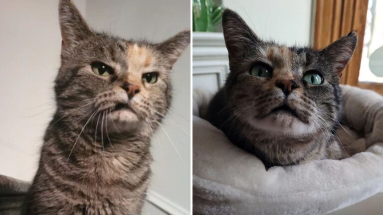 shelter cats