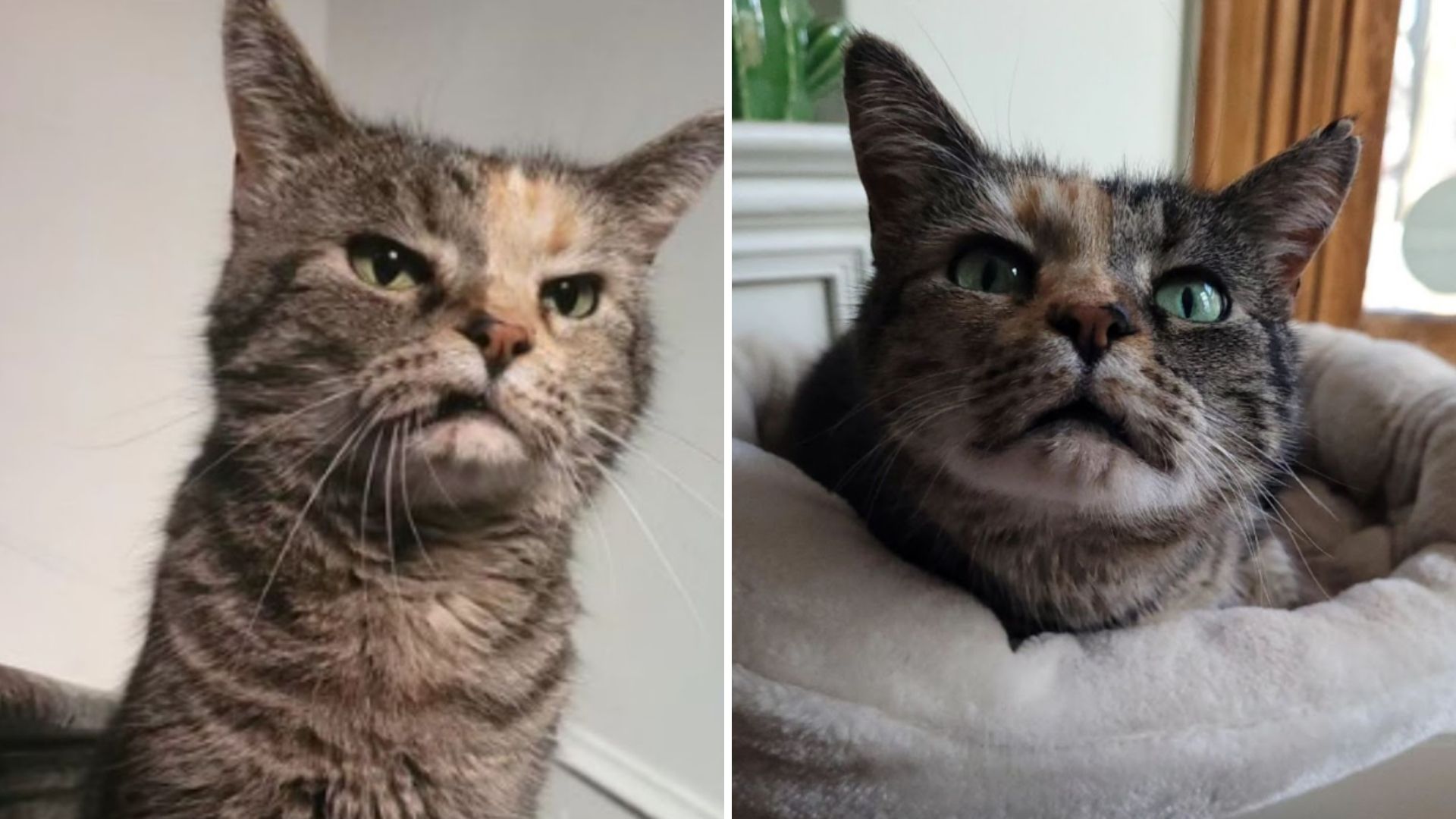 shelter cats