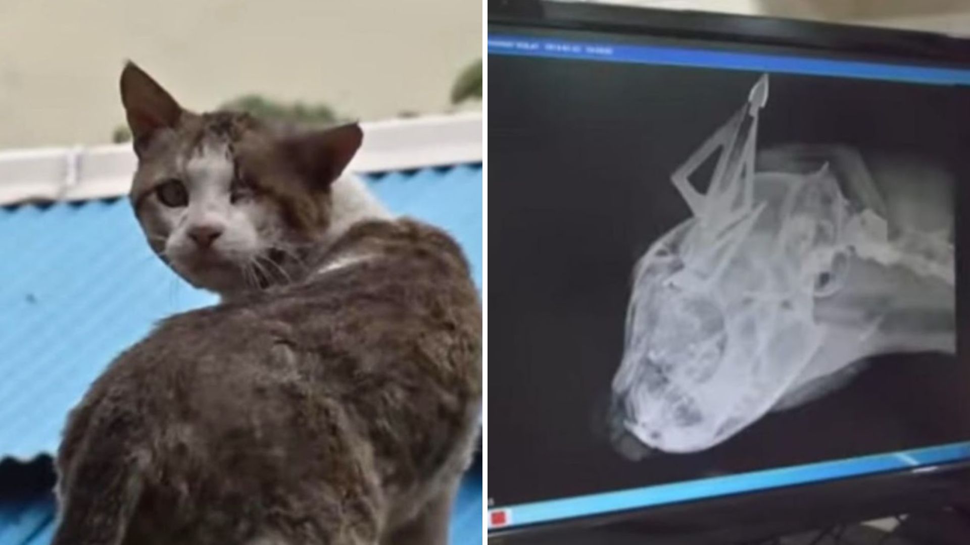 nail in cats head