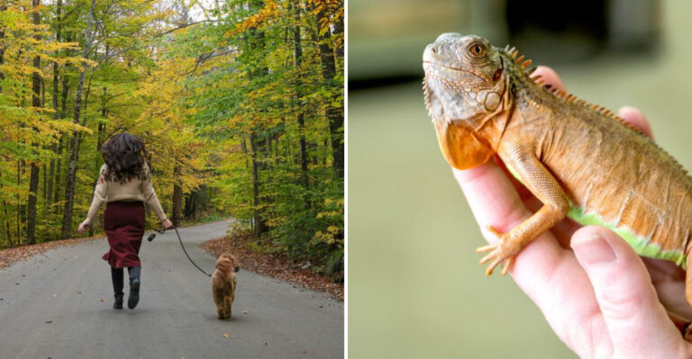 Which States Have The Most Pets In 2025?