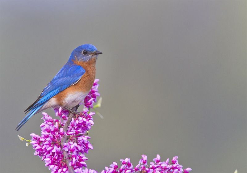 Eastern Bluebird