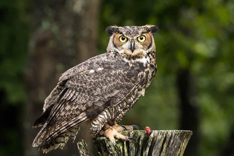 Great Horned Owls