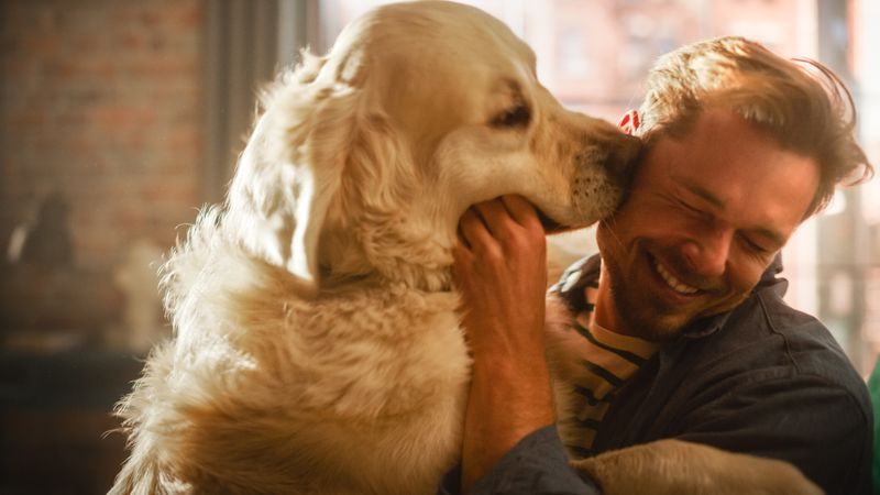 Lifetime Loyal Companions