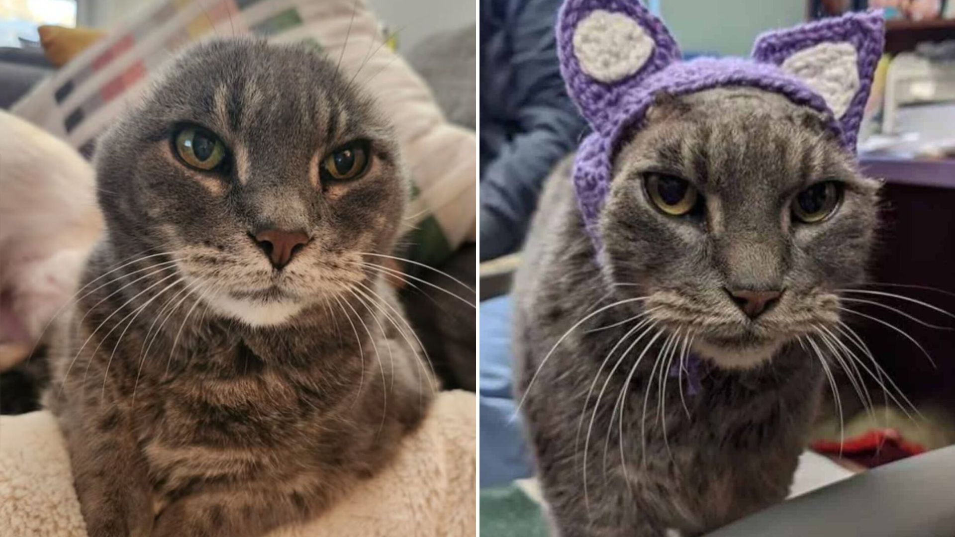 cat with no ears