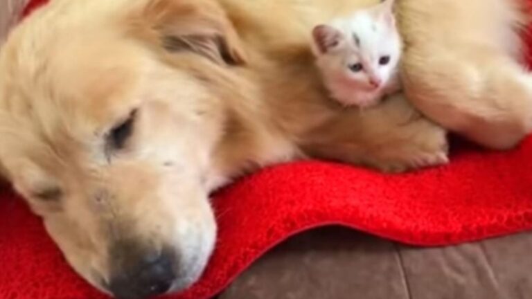 Wisconsin Golden Retriever Spots A Tiny Kitten In Trouble And Steps In Like A True Hero
