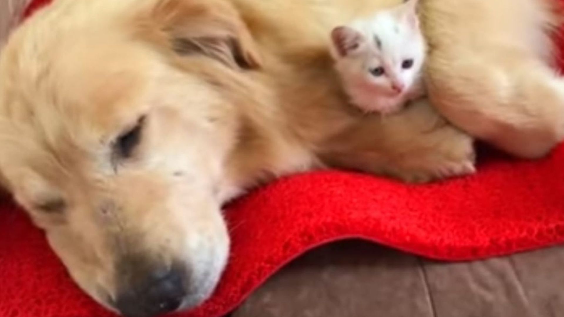 Wisconsin Golden Retriever Spots A Tiny Kitten In Trouble And Steps In Like A True Hero