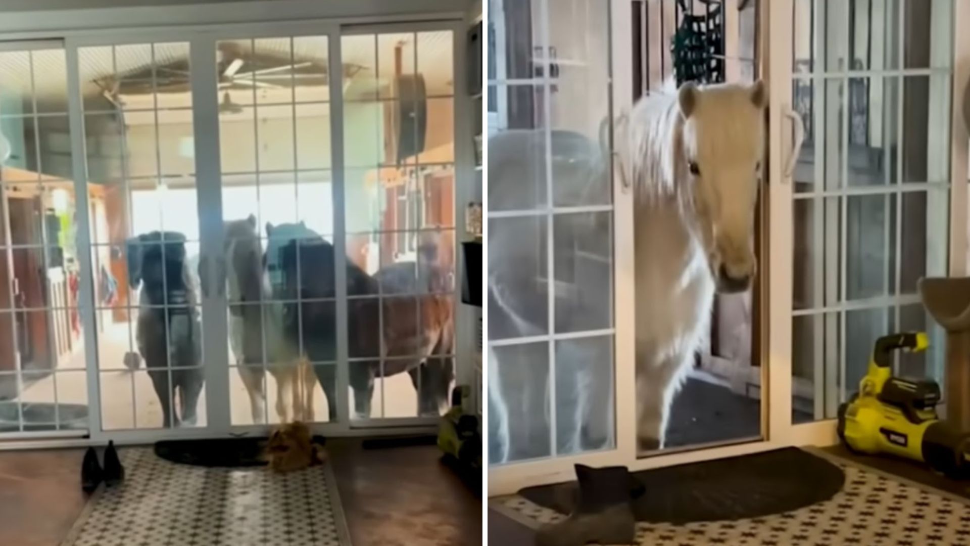 Wisconsin horses